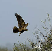 Western Marsh Harrier