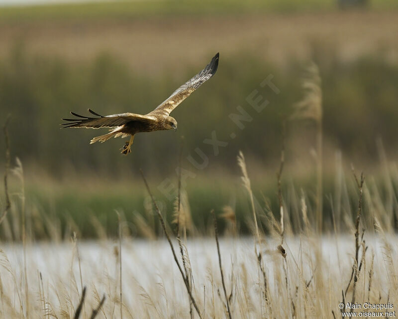 Western Marsh Harrier male immature, identification, Flight, feeding habits