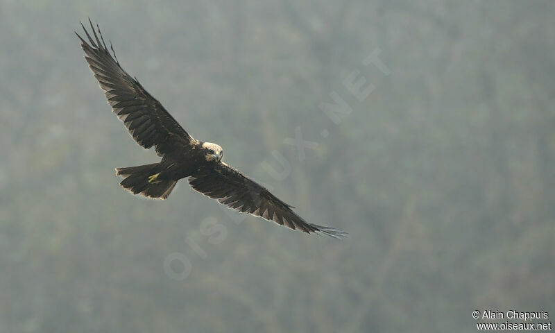 Western Marsh Harrier female adult, identification, Flight, Behaviour