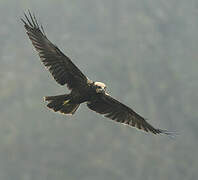 Western Marsh Harrier