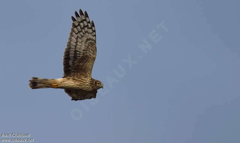 Hen Harrier female adult, Flight, Behaviour