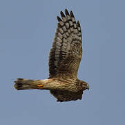 Hen Harrier