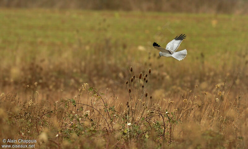 Hen Harrier male adult post breeding, identification, Flight, Behaviour