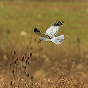 Hen Harrier