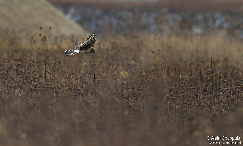 Hen Harrier female adult post breeding, identification, Flight, Behaviour