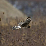 Hen Harrier