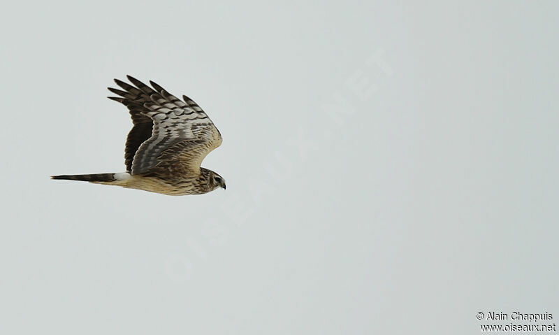 Hen Harrier female adult, Flight