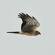 Hen Harrier