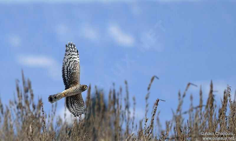 Hen Harrier female adult, identification, Behaviour