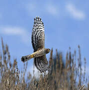 Hen Harrier