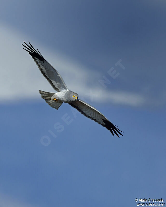 Hen Harrier male adult