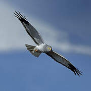 Hen Harrier