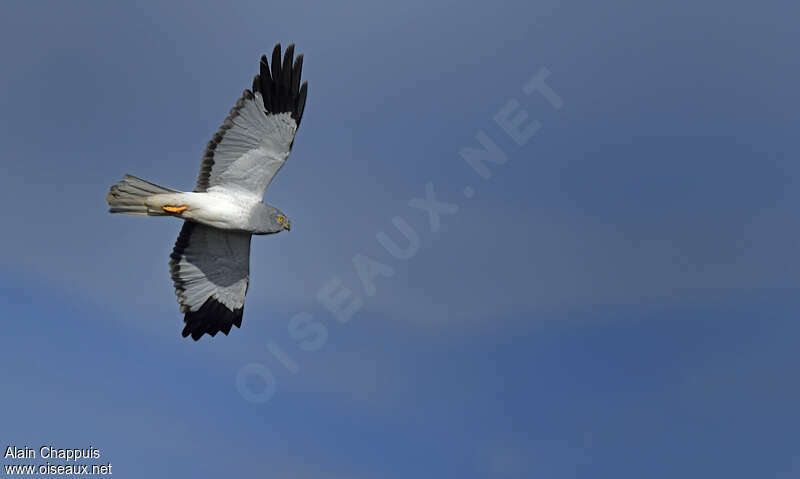 Hen Harrier male adult, pigmentation, Flight, Behaviour