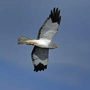 Hen Harrier