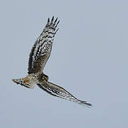 Hen Harrier