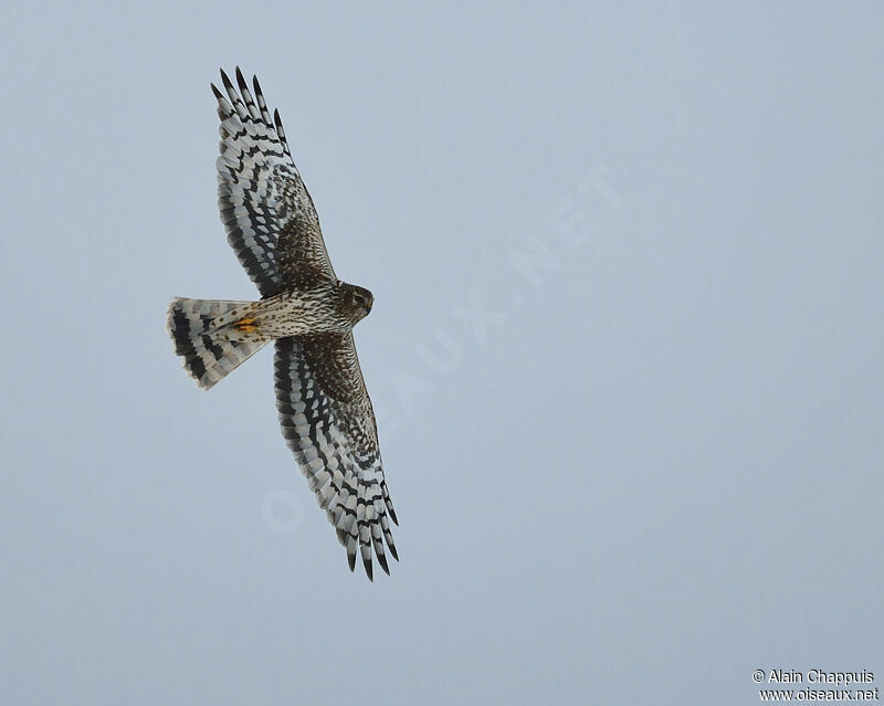 Hen Harrier female adult, identification, Flight, Behaviour