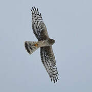 Hen Harrier