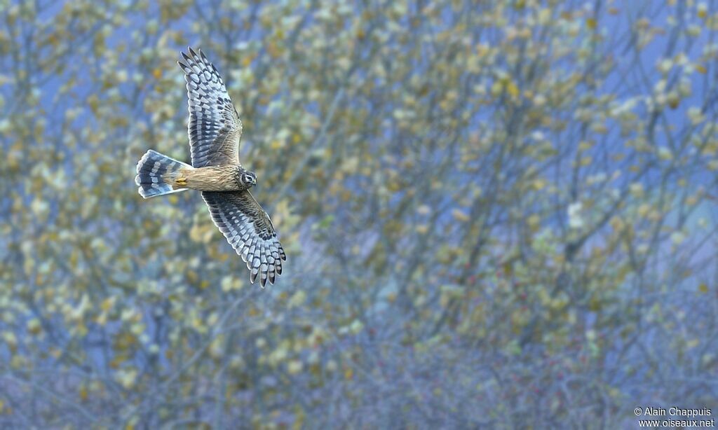 Hen Harrierjuvenile, identification, Flight, Behaviour