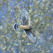 Hen Harrier