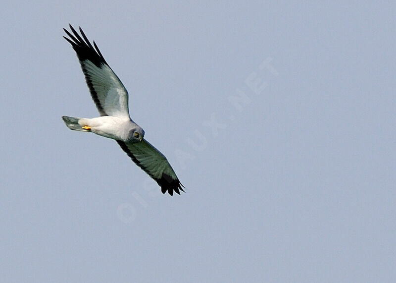 Hen Harrier male adult post breeding, identification, Flight, Behaviour