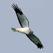 Hen Harrier