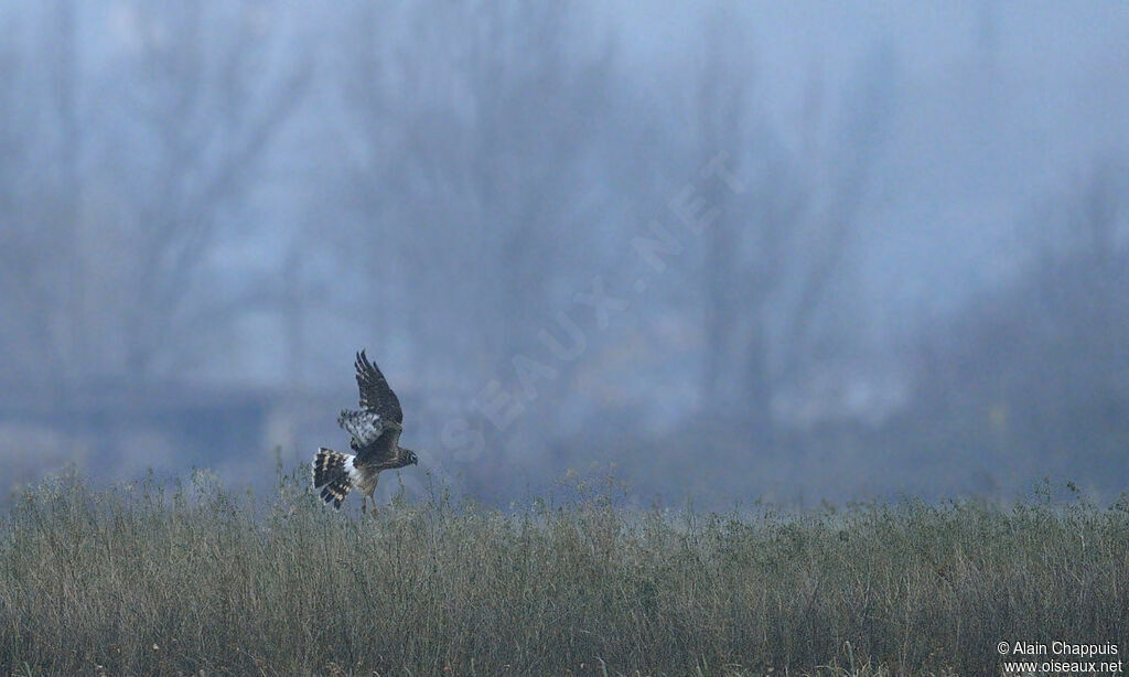 Hen Harrierjuvenile, identification, Flight, feeding habits, Behaviour