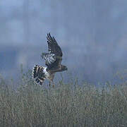 Hen Harrier