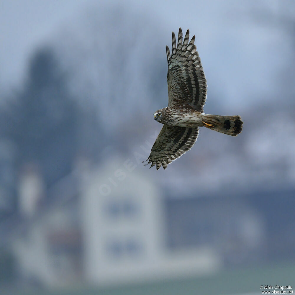 Hen HarrierSecond year, identification, Behaviour