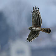 Hen Harrier