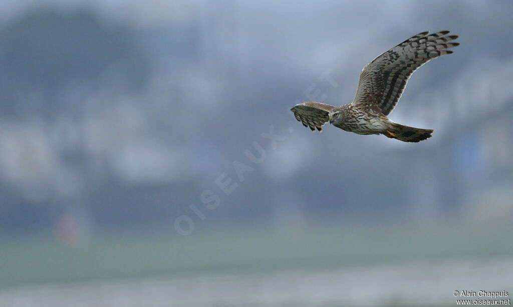 Hen HarrierSecond year, identification, Flight, Behaviour