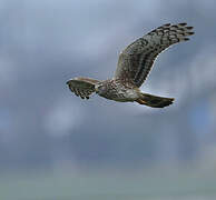 Hen Harrier