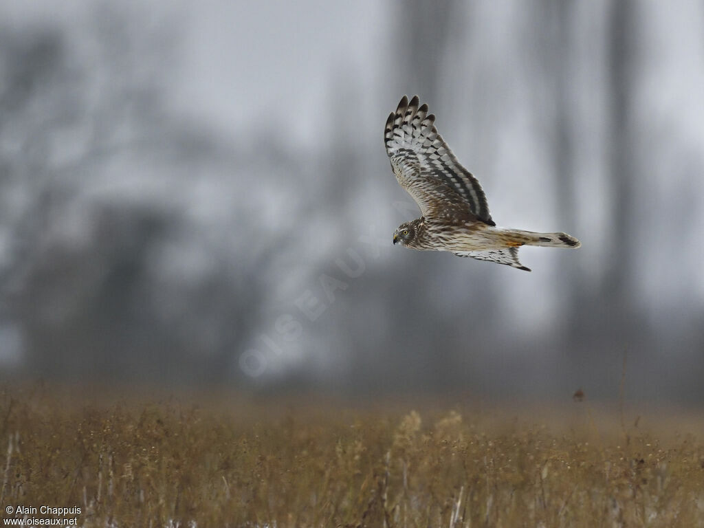 Hen HarrierSecond year, identification, Flight, Behaviour