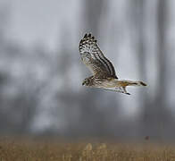 Hen Harrier