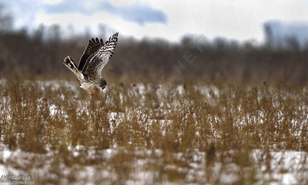 Hen Harrier female adult, pigmentation, Flight, fishing/hunting, Behaviour