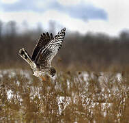 Hen Harrier