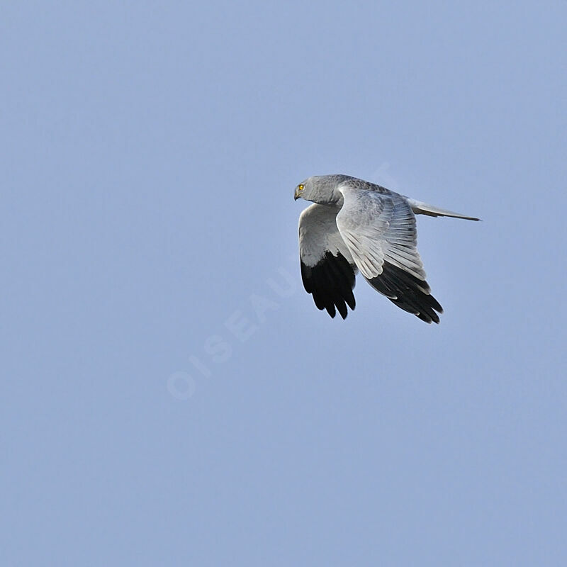 Hen Harrier male adult post breeding, identification, Flight, Behaviour