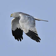 Hen Harrier