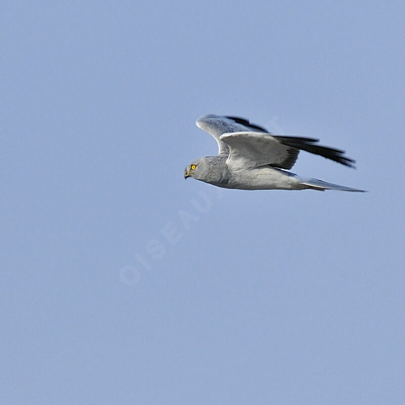 Hen Harrier male adult post breeding, identification, Flight, Behaviour