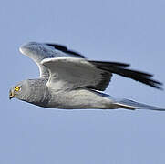 Hen Harrier