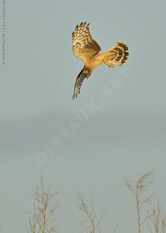 Hen HarrierFirst year, identification, Flight, Behaviour