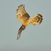 Hen Harrier