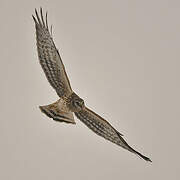 Hen Harrier