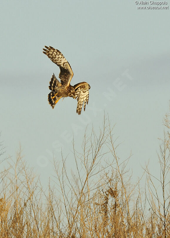 Hen HarrierThird  year, identification, Flight, Behaviour