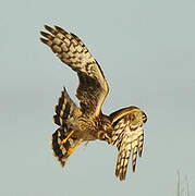 Hen Harrier