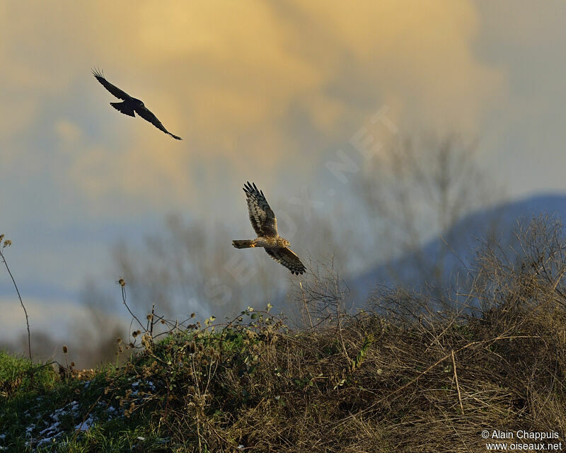 Hen Harrier