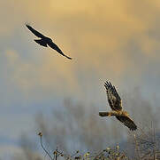 Hen Harrier