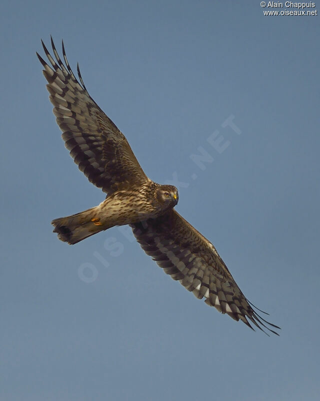 Hen Harrier female adult post breeding, identification, Flight, Behaviour