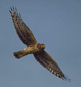 Hen Harrier