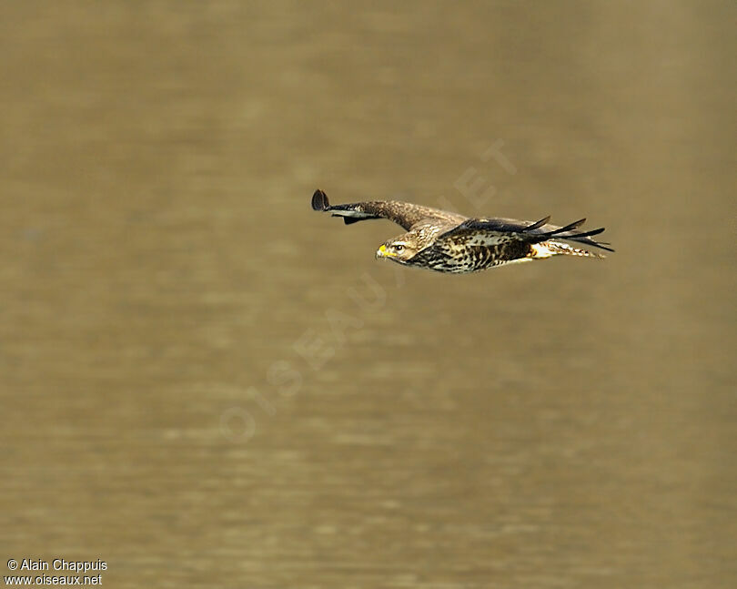 Common Buzzardadult, Flight