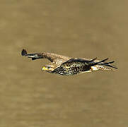 Common Buzzard